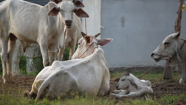 Cows relax
