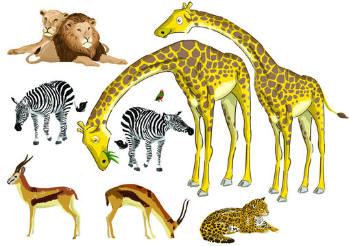 Animais