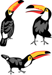 toucan bird