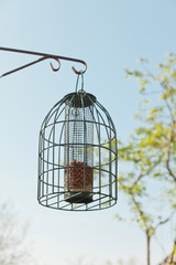 Bird feeding cage hanging in garden in spring time.