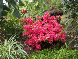Fototapeta na wymiar Red Rhododendron