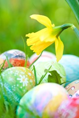 Bunte handbemalte Ostereier unter Narzissenblüte