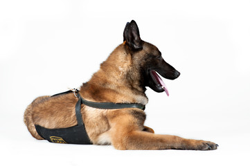 Belgian Shepherd Dog isolated on white