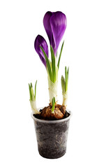 Crocus isolated on white