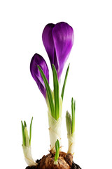 Crocus isolated on white