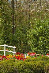 Flower garden with white bridge in spring. Keukenhof. Lisse. The