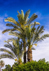 Fototapeta premium palme con cielo azzurro