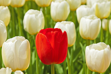 White tulips with one red standing out.