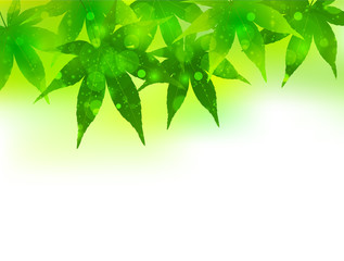 もみじ　背景　きれい