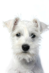 schnauzer dog portrait