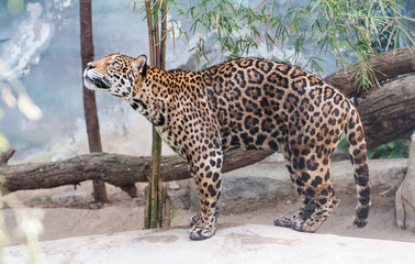 Fototapeta premium Staring of leopard