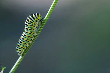 wild caterpillar of Papilio Macaone