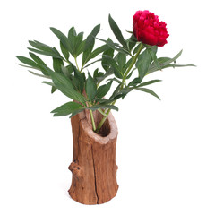 Red peony flower in wooden vase isolated