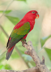 Chattering Lory on a bough.