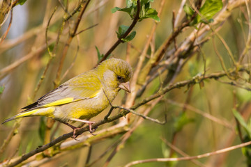 Obraz premium Grünfink (Carduelis chloris)