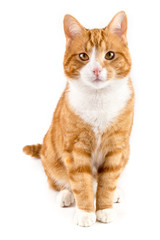 red cat, sitting towards camera, isolated in white