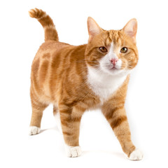 red cat, walking towards camera, isolated in white
