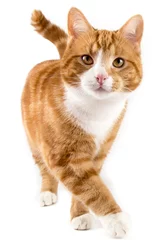 Zelfklevend Fotobehang Kat rode kat, lopend naar camera, geïsoleerd in het wit