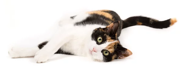 Papier peint Chat Jeune chat allongé sur le sol, isolé en blanc