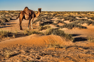 camel in western sahara