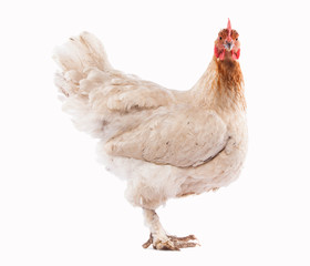 White chicken