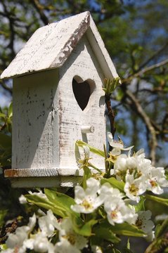 Grußkarte Frühling - Obstblüte und Vogelhaus mit Herz