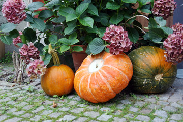 Harvested pumpkins