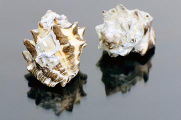 Sea Shell Collections.