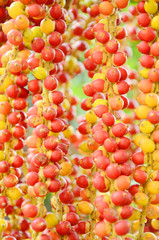 Fruits of Golden fruited Yellow Madagascar palm