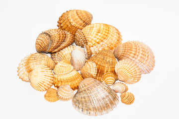 Collection of seashell