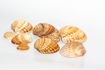 Collection of seashell