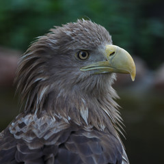 Eagle portrait
