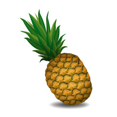 pineapple pineapple on white background - vector illustration