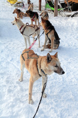 Fototapeta na wymiar Harnessed in a cart sled dogs. Siberian Laika