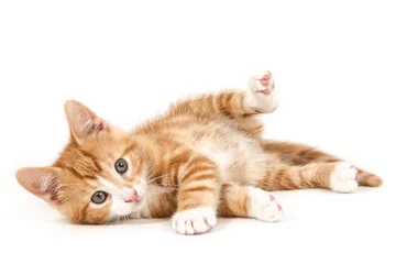 Fototapeten Little red kitten, lying on the ground. © pwollinga