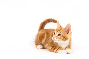 Little red kitten, looking up