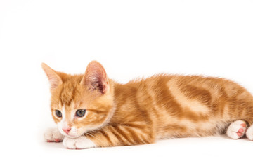 Fototapeta premium Little red kitten, lying on the ground.