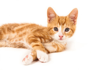 Obraz premium Little red kitten, looking curious into camera