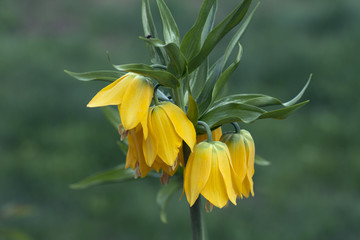 Obraz premium Corona imperialis.