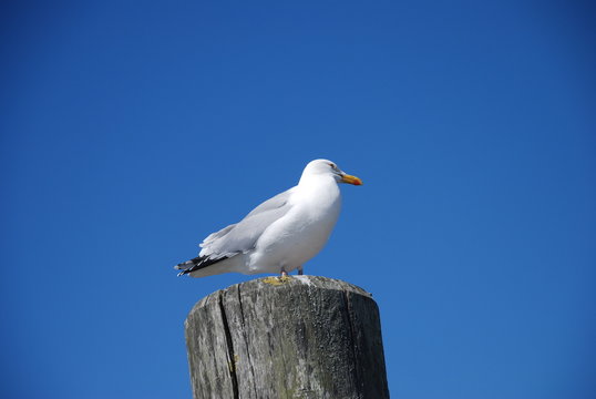 seagull on a break