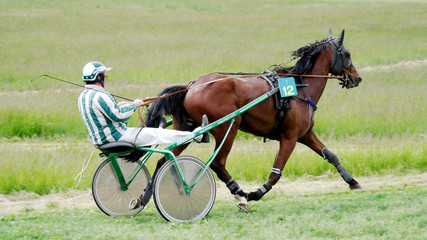 Course Hippique #59