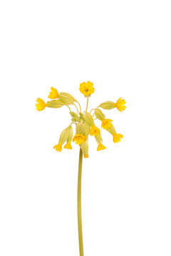 Yellow primrose flower