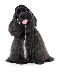 American Cocker Spaniel, dog