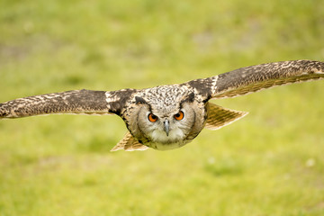 Obraz premium flying eagle owl