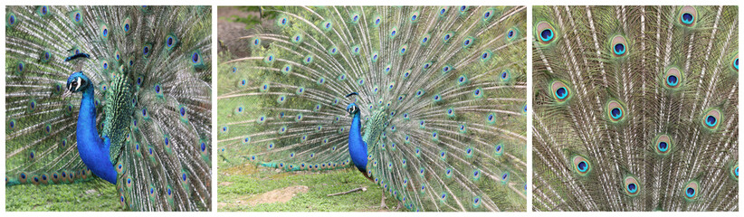 Indian Peafowl, pavo cristatus