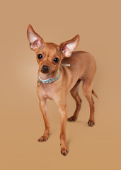 Russian toy terrier puppy on light brown background