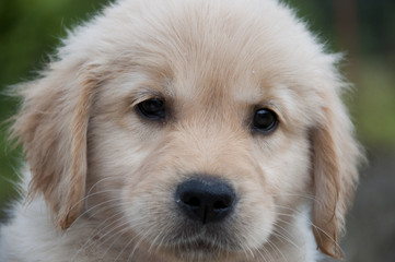 Cucciolo tenero di cane