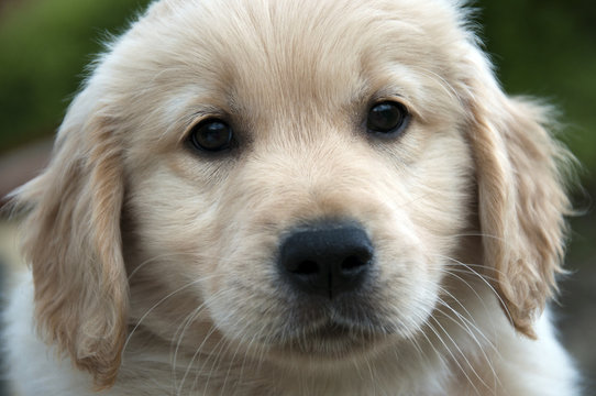 Cucciolo di Golden