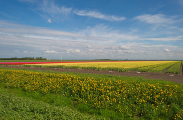 Field of tulips in spring