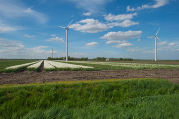 Field of tulips in spring